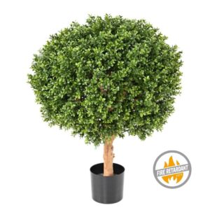 Bukszpan - Kula na Pniu 65 cm - Produkt Trudnopalny FR