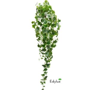 Bluszcz Hedera Zmurszały 100 cm