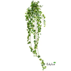 Bluszcz Hedera Zmurszały 150 cm