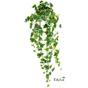 Bluszcz Hedera Zmurszały 70 cm