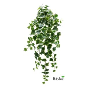 Bluszcz Hedera Zmurszały 85 cm