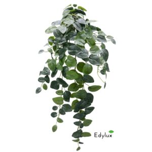 Fitonia Wisząca 85 cm